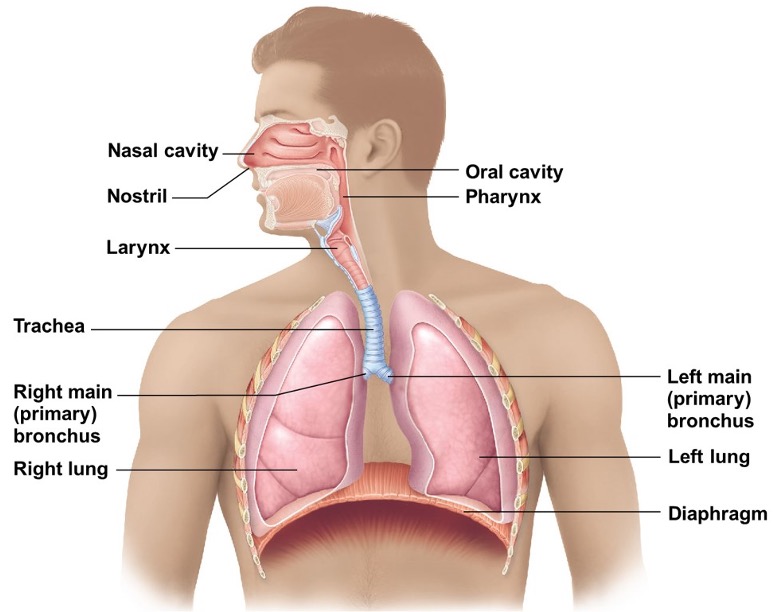 respiratory organs